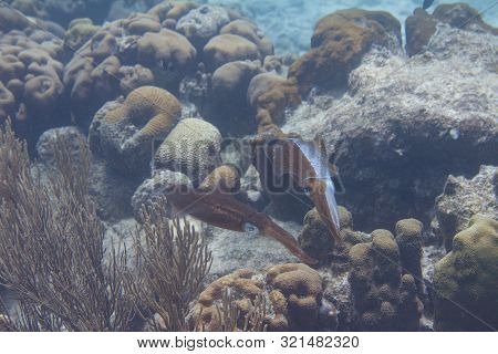 Caribbean Reef Squid Communicating By Changing Skin Color On Coral Reef Off Bonaire, Dutch Caribbean