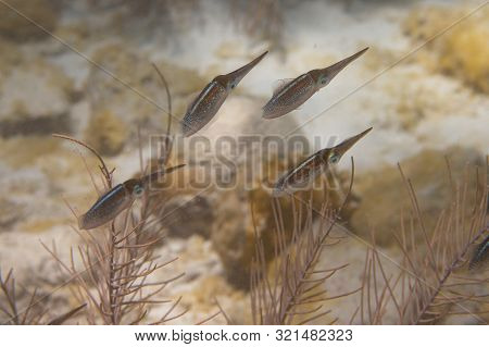 School Of Juvenile Caribbean Reef Squid On Coral Reef Off Bonaire, Dutch Caribbean
