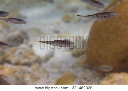 School Of Juvenile Caribbean Reef Squid On Coral Reef Off Bonaire, Dutch Caribbean