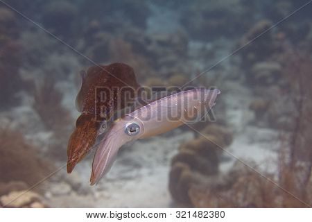 Caribbean Reef Squid Communicating By Changing Skin Color On Coral Reef Off Bonaire, Dutch Caribbean