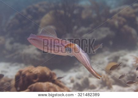 Caribbean Reef Squid On Coral Reef Off Bonaire, Dutch Caribbean