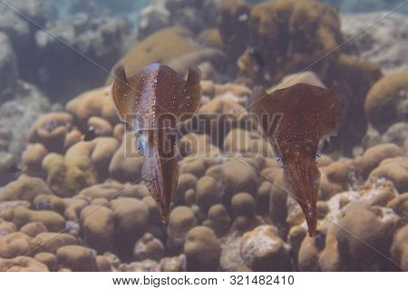 Caribbean Reef Squid Communicating By Changing Skin Color On Coral Reef Off Bonaire, Dutch Caribbean