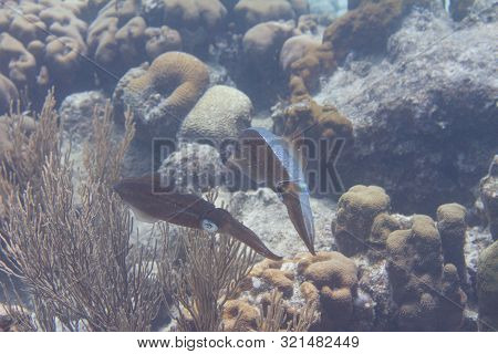 Caribbean Reef Squid Communicating By Changing Skin Color On Coral Reef Off Bonaire, Dutch Caribbean