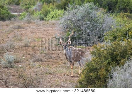 Big Old Kudu Bull In Its Natural Environment.