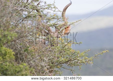 Adult Kudu Bull Peeking Around Lush Bush.