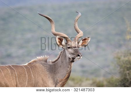 Beautiful Mature Kudu Bull In Plain Open Sight.