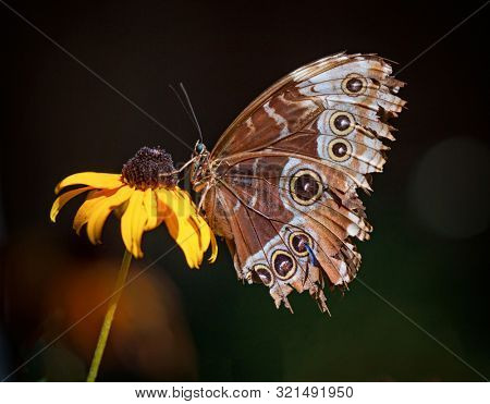 Owl butterfly on a black eyed susan flower isolated on a dark background
