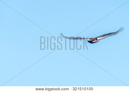 A Bateleur, Terathopius Ecaudatus, An Eagle Species, Flying