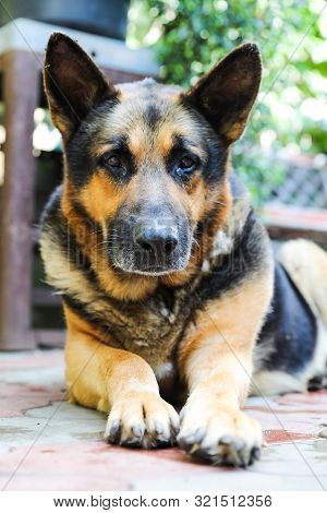 A Dog A German Shepherd With Sad Eyes Lies In The Yard. Portrait Of An Adult Dog