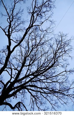 Tree Branches Silhouette On Blue Sky Background. Natural Pattern. Concept Of Ecology.