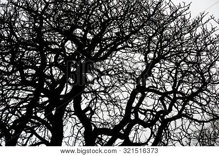 Tree Branches Without Leaves On White Background. Natural Environmental Pattern. Black And White The