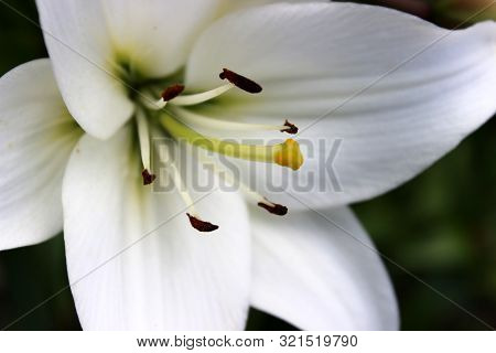 Closeup Photo Of White Nankeen Lily Flower