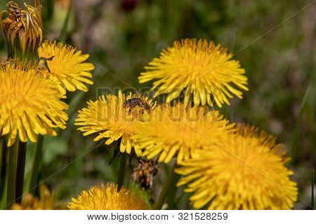 View Of A Blossoming Dandelion Leontodon With A Bee In Bloom With Pollen In The Swiss Alps.focus Lie