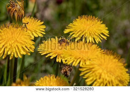 View Of A Blossoming Dandelion Leontodon With A Bee In Bloom With Pollen In The Swiss Alps.focus Lie