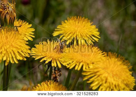 View Of A Blossoming Dandelion Leontodon With A Bee In Bloom With Pollen In The Swiss Alps.focus Lie