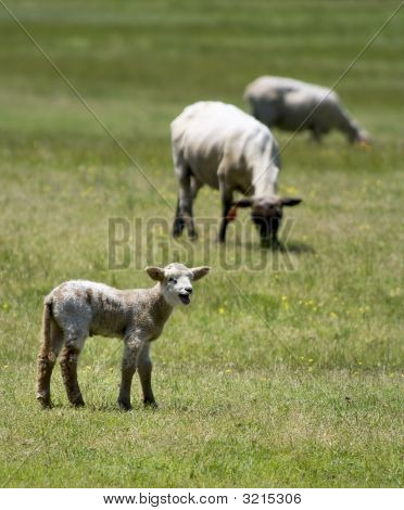 Baby ovce v poli