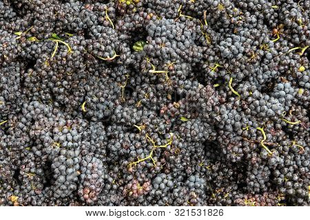 Harvested Grapes Of Pino Noir Before Processing Into Wine