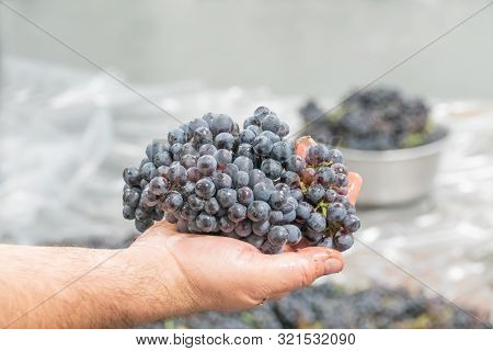 The Grapes Of Pinonoir In The Hand Of The Winemaker Before Processing
