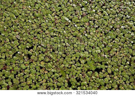 Colony Of Common Duckweed Or Lesser Duckweed (lemna Minor), An Aquatic Freshwater Plant