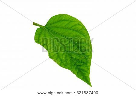 Chaplo Leaves With Isolated On A White Background