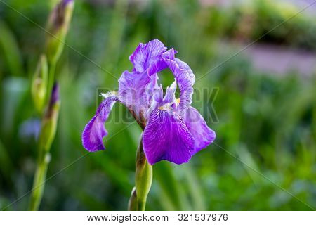 Bright Purple, White, Blue And Violet Blooming Iris Xiphium (bulbous Iris, Sibirica) On Green Leaves