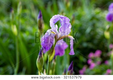 Bright Purple, White, Blue And Violet Blooming Iris Xiphium (bulbous Iris, Sibirica) On Green Leaves