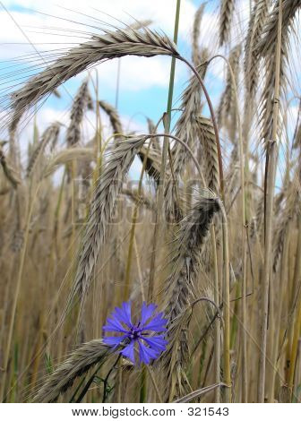 Feld