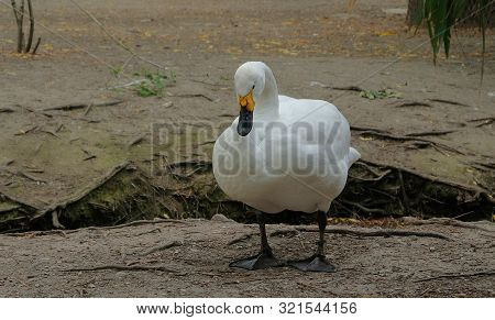 The White Swan Is Standing On The Ground