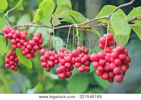 Row Of Ripe Fruits Of Red Schizandra With Green Leaves