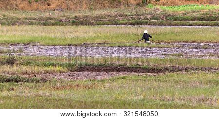 Single Woman Working On A Field In Madagascar
