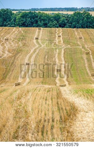 Rectangular Straw Briquettes After Harvesting Wheat On The Field. Lines On The Field Extending Into