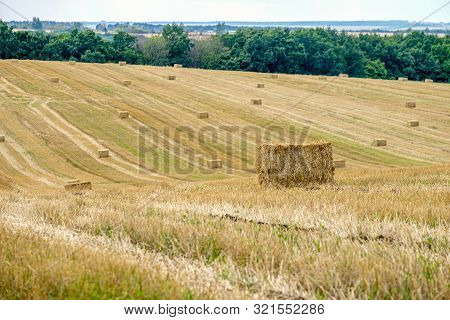 Rectangular Straw Briquettes After Harvesting Wheat On The Field. Lines On The Field Extending Into