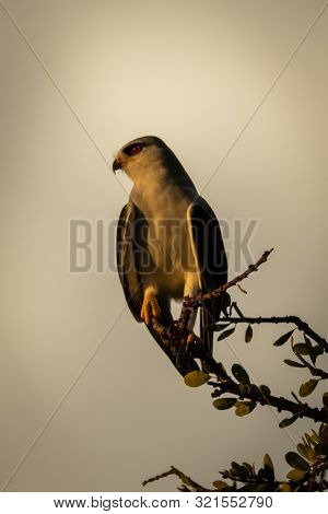 Black-shouldered Kite On Leafy Branch Turning Head