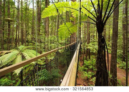 Treewalk Through Forest Of Tree Ferns And Giant Redwoods In Whakarewarewa Forest Near Rotorua, New Z
