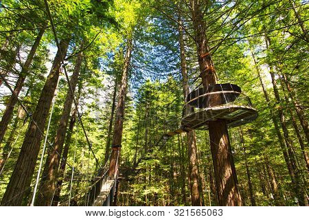 Treewalk Through Forest Of Tree Ferns And Giant Redwoods In Whakarewarewa Forest Near Rotorua, New Z