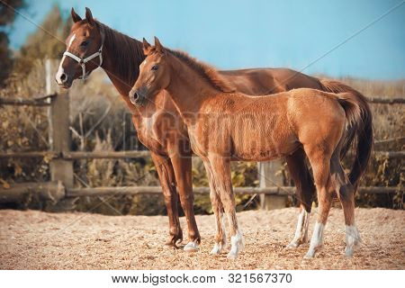 Cute Funny Fluffy Foal Walks With His Mother, Who Is Bareback And Dressed Only In A Halter, On The P