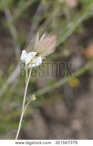 Ache Plume Flower And Seed Head - Latin Name - Fallugia Paradoxa
