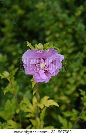 Rose Of Sharon Woodbridge - Latin Name - Hibiscus Syriacus Woodbridge