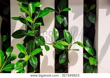 The Tops Of Large Green Palm Trees Against A Background Of Blue Mountains In A Haze. The Concept Of 