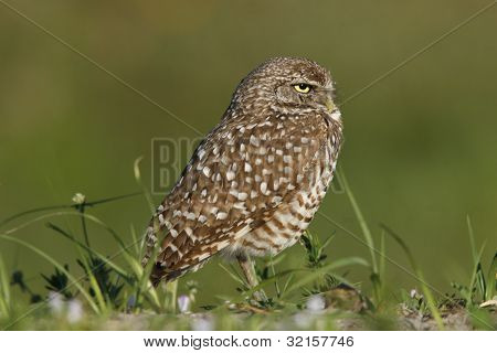 Gravende Owl