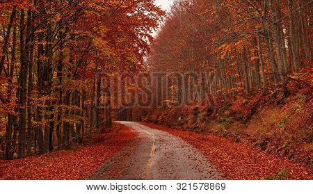 Autumn Fantasy With Colorful Forest On The Road While Traveling. Kastoria, Greece.