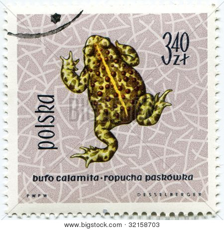 Polsko - cca 1963: Polský razítko ukazuje Bufa calamita (ropucha krátkonohá), série věnované plazů 