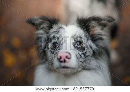 Marble Border Collie Dog In A Beautiful Autumn Park.