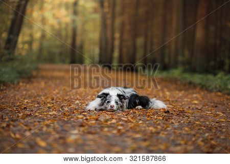 Marble Border Collie Dog In A Beautiful Autumn Park.