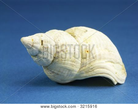 Comum do Norte pústula Seashell