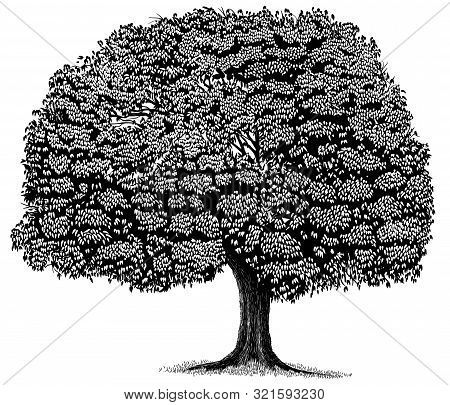 Woodcut Illustration Of A Full-grown Tree Isolated.