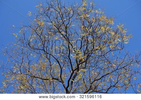 Branches Of Sophora Japonica With Few Yellow Leaves Against Blue Sky In November