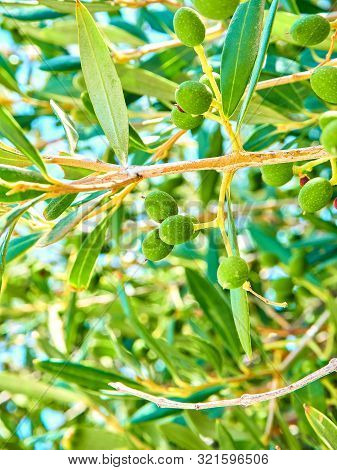 Cluster Of Green Aglandau Olives.