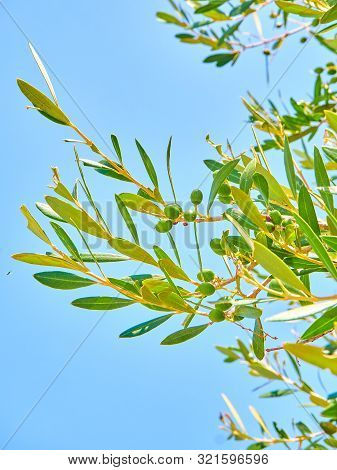 Cluster Of Green Aglandau Olives.