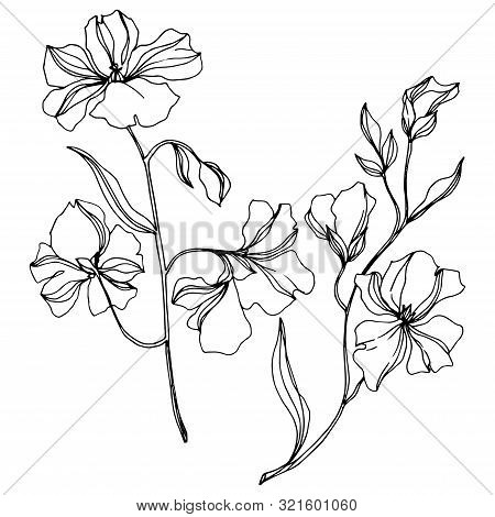 Vector Flax Floral Botanical Flowers. Black And White Engraved Ink Art. Isolated Flax Illustration E
